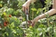Ніж Gardena VeggieCut для збирання врожаю (12211-30.000.00) - зображення 4