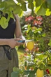 Ніж Gardena VeggieCut для збирання врожаю (12211-30.000.00) - зображення 8