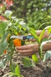Ніж Gardena VeggieCut для збирання врожаю (12211-30.000.00) - зображення 10