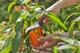 Ніж Gardena VeggieCut для збирання врожаю (12211-30.000.00) - зображення 12