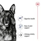 Сухий корм Royal Canin MAXI AGEING 8+ для старіючих собак Великих порід 15 кг (3182550803113) - зображення 3