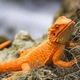 Ящірка Бородата агама, XL Safari Ltd 263129 - изображение 4