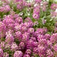 Насіння Аліссума Гірська казка, рожевий, 0,1 г (GL Seeds) - зображення 3