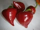 Насіння Перець солодкий Шапка гнома, 0,2 г (GL Seeds) - зображення 3