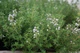 Семена Тимьян, 0,1 г (GL Seeds) - изображение 4