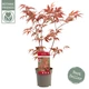 Японский клен (Japanese maple) Atropurpureum, высота30-40см, горшок ⌀10 - изображение 1