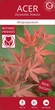 Японский клен (Japanese maple) Atropurpureum, высота30-40см, горшок ⌀10 - изображение 3