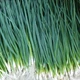 Семена Лук на перо Вулкан 0,5г Kitano Seeds - изображение 2