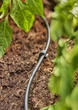 Шланг магистральный Gardena Micro-Drip-System 4,6 мм, 50 м (01348-20) - изображение 2
