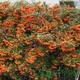 Саженцы Пираканта Оранж глоу Pyracantha Orange glow в горшке 0,5л - изображение 1