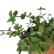 Калізія Репенс (Callisia Repens), контейнер 7*7*8 см (s115s) - зображення 2