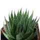Суккулент Алоэ аристата (Aloe aristata), контейнер 7*7*8 см (s066s) - изображение 2