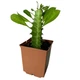 Молочай трёхгранный (Euphorbia trigona), контейнер 7*7*8 см (s062s) - изображение 1