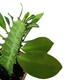 Молочай трёхгранный (Euphorbia trigona), контейнер 7*7*8 см (s062s) - изображение 2