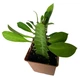 Молочай трёхгранный (Euphorbia trigona), контейнер 7*7*8 см (s062s) - изображение 4