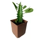 Молочай трёхгранный (Euphorbia trigona), контейнер 7*7*8 см (s062s) - изображение 5