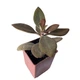 Суккулент Каланхое оргиалис (Kalanchoe orgyalis), контейнер 7*7*8 см (s059s) - изображение 3