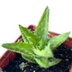 Сукулент Алое Ювенна (Aloe Juvenna) (s070s) - зображення 2