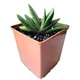 Суккулент Гастерия пятнистая (Gasteria maculata), контейнер 7*7*8 см (s073s) - изображение 1