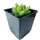Суккулент Хавортия Купера (Haworthia cooperi), контейнер 7*7*8 см (s098s) - изображение 1