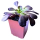 Эониум Шварцкопф (Aeonium Zwartzkopf), контейнер 7*7*8 см (s104s) - изображение 1