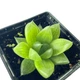 Суккулент Хавортия Купера (Haworthia cooperi), контейнер 7*7*8 см (s098s) - изображение 2