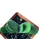Суккулент Гастерия пятнистая (Gasteria maculata), контейнер 7*7*8 см (s073s) - изображение 2