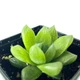 Суккулент Хавортия Купера (Haworthia cooperi), контейнер 7*7*8 см (s098s) - изображение 3