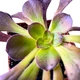 Эониум Шварцкопф (Aeonium Zwartzkopf), контейнер 7*7*8 см (s104s) - изображение 3