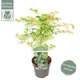 Японский клен (Japanese maple) Ukigomo, 60 - 70см, объем горшка 15" - изображение 2