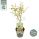 Японский клен (Japanese maple) Ukigomo, 60 - 70см, объем горшка 15" - изображение 1