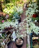 Японський клен (Japanese maple) Ukigomo, 110-120см, обсяг горщика Ø17 - изображение 5