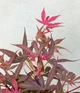 Японский клен (Japanese maple) Shaina, 70-100см, объём горшка 3л - изображение 2
