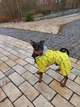 Комбинезон для собак WAUDOG Clothes, рисунок "Смелость", M35 (5436-0231) - изображение 9