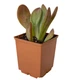 Суккулент Каланхое Орикула (Kalanchoe Oricula), контейнер 7*7*8 см (s100s) - изображение 2
