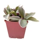 Суккулент Традесканція Нанук (Tradescantia Nanouk), контейнер 7*7*8 см (s133s) - зображення 3
