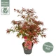 Японский клен (Japanese maple) Shaina, 70-100см, объём горшка 3л - изображение 1