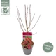Японский клен (Japanese maple) Shaina, 70-100см, объём горшка 3л - изображение 4