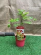 Японский клен (Japanese maple) Moonrise, висота 70-80см, горщик Ø13 - изображение 1