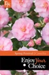 Камелія Camellia Spring Festival, горщик ⌀19 - изображение 3