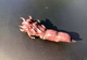 Фигурка Проклятый палец Рёмен Сукуна Аниме Магическая битва Sukuna Jujutsu Kaisen Палец Двуликого Призрака - изображение 3