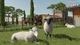 Гра Farming Simulator 22 - Platinum Edition для ПК (Ключ активації Steam) - изображение 3