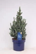 Ялина Glauca Sander’s Blue, висота 35-45см, об`єм горщику 3 л (RG283) - зображення 1