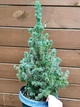 Ялина Glauca Sander’s Blue, висота 35-45см, об`єм горщику 3 л (RG283) - зображення 2