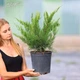 Можжевельник средний 'Mint Julep'. Контейнер 3 л - изображение 6