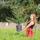 Можжевельник средний 'Mint Julep'. Контейнер 3 л - изображение 8
