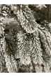 Искусственная елка Буковельская заснеженная 2.2 м Бело-зеленый - изображение 6