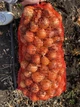 Лук Sakata Seed Corporation Торус F1, 200 шт - изображение 6