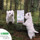 Sucha karma dla psów Nature's Protection Superior Care White Dogs Grain Free Adult Small and Mini Breeds z łososiem 1.5 kg (4771317458346) - obraz 3