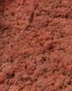 Стабілізований мох ягель норвезький Scandinavia 500 грам 62Pink - зображення 1